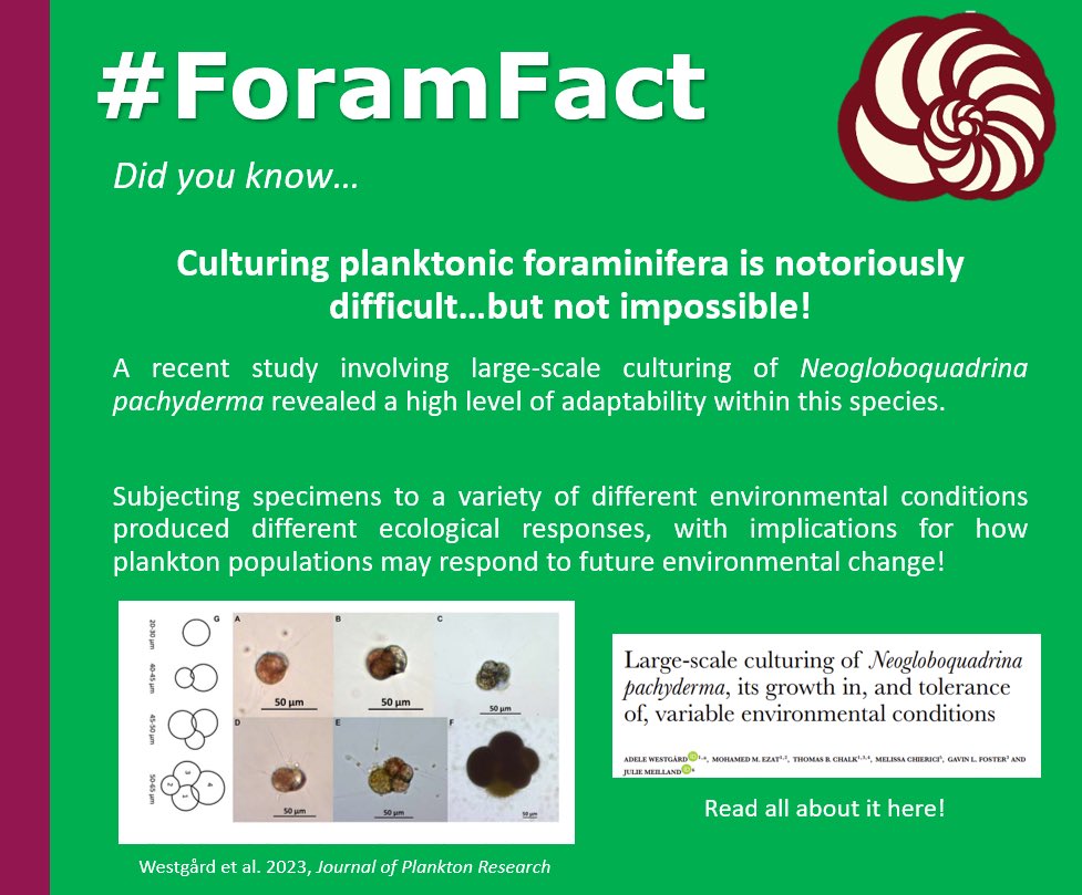 CushmanFdn's tweet photo. Happy #FossilFriday #ForamFriday everybody!       
This week's #ForamFact:       
Culturing live planktonic foraminifera! And what they can tell us! 
1/4 https://t.co/ul8NgWVQYt