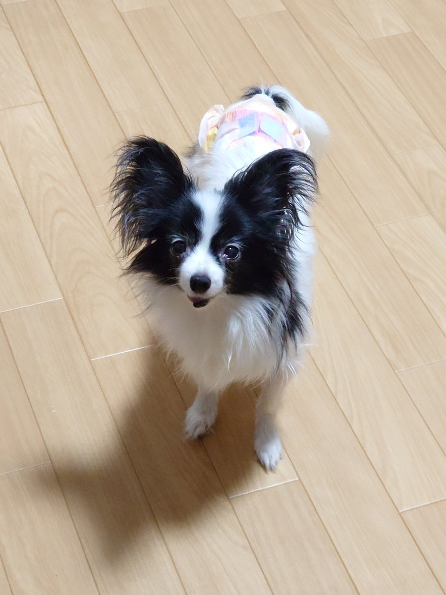 sweet_berry26's tweet photo. お久しぶりです☺️

お煎餅をつまんでいたら、食べてるのがバレました🤣

飼い主が引っ越しをするため、最近バタバタしています💦
暑さに負けそうー😭 https://t.co/z4UKhVO5mW