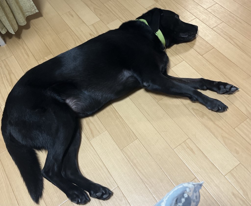 Naturalyuka's tweet image. 天使の歌声🗻✨
うっとりし過ぎて
眠ったベルちゃん🐕‍🦺

 #FMみやこ