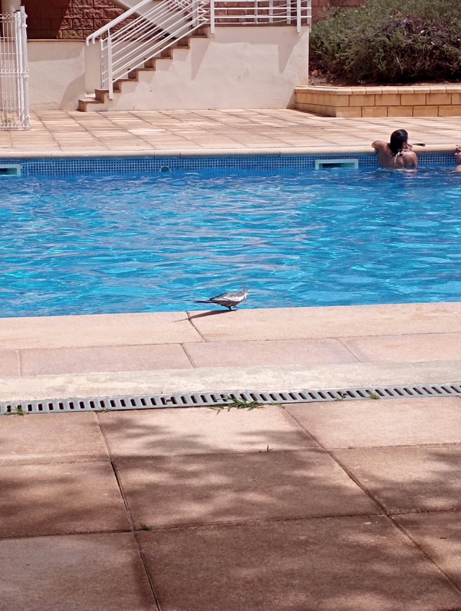 alexx_ldm's tweet photo. *VALENCIA* En la piscina de Valterna, en Paterna está revoloteando (creo que es una ninfa) gris que parece perdida. Va en busca de agua y se acerca mucho a la gente. Si es tuya y la has perdido, está aquí https://t.co/rcMtnnCJF9