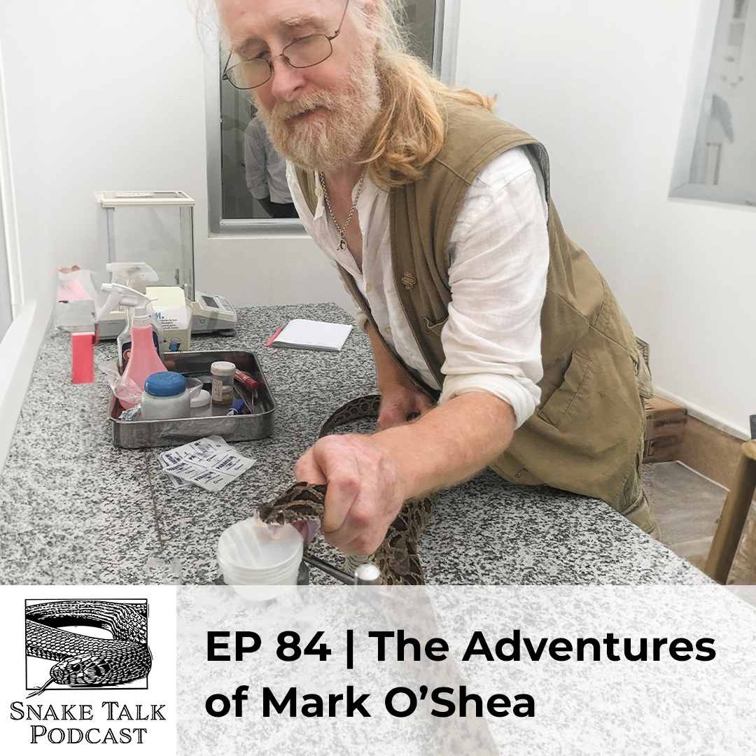 Dr. Jenkins sits down with Mark O’Shea to discuss his adventures in snake exploration and research - they talk about the show O’Shea’s Big Adventure, global #snake exploration, #snakes of Papua New Guinea, and more! 

Listen in to the #SnakeTalk #Podcast: oriannesociety.org/snake-talk/