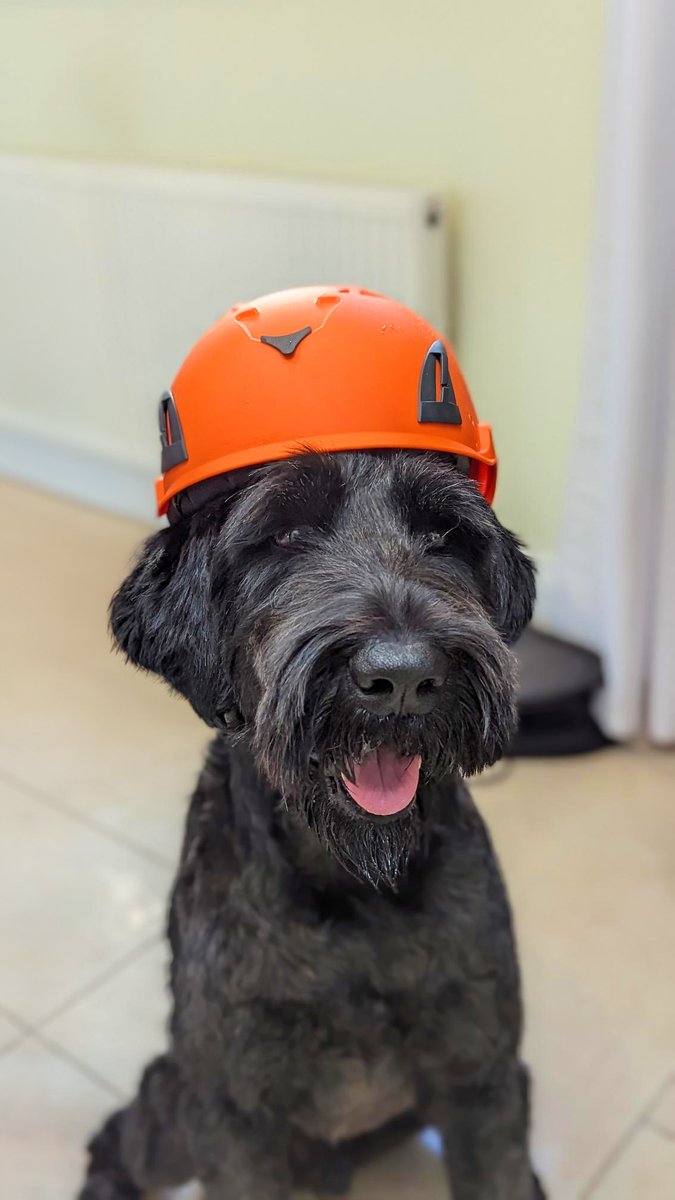 LeachsSafety's tweet photo. We love this photo of Otto wearing a BIGBEN Helmet. Send us your photos and we'll share the best ones!

#BIGBEN #helmet #scaffolder #scaffolding #construction #heightsafety #leachs https://t.co/B9XwC4ATpv