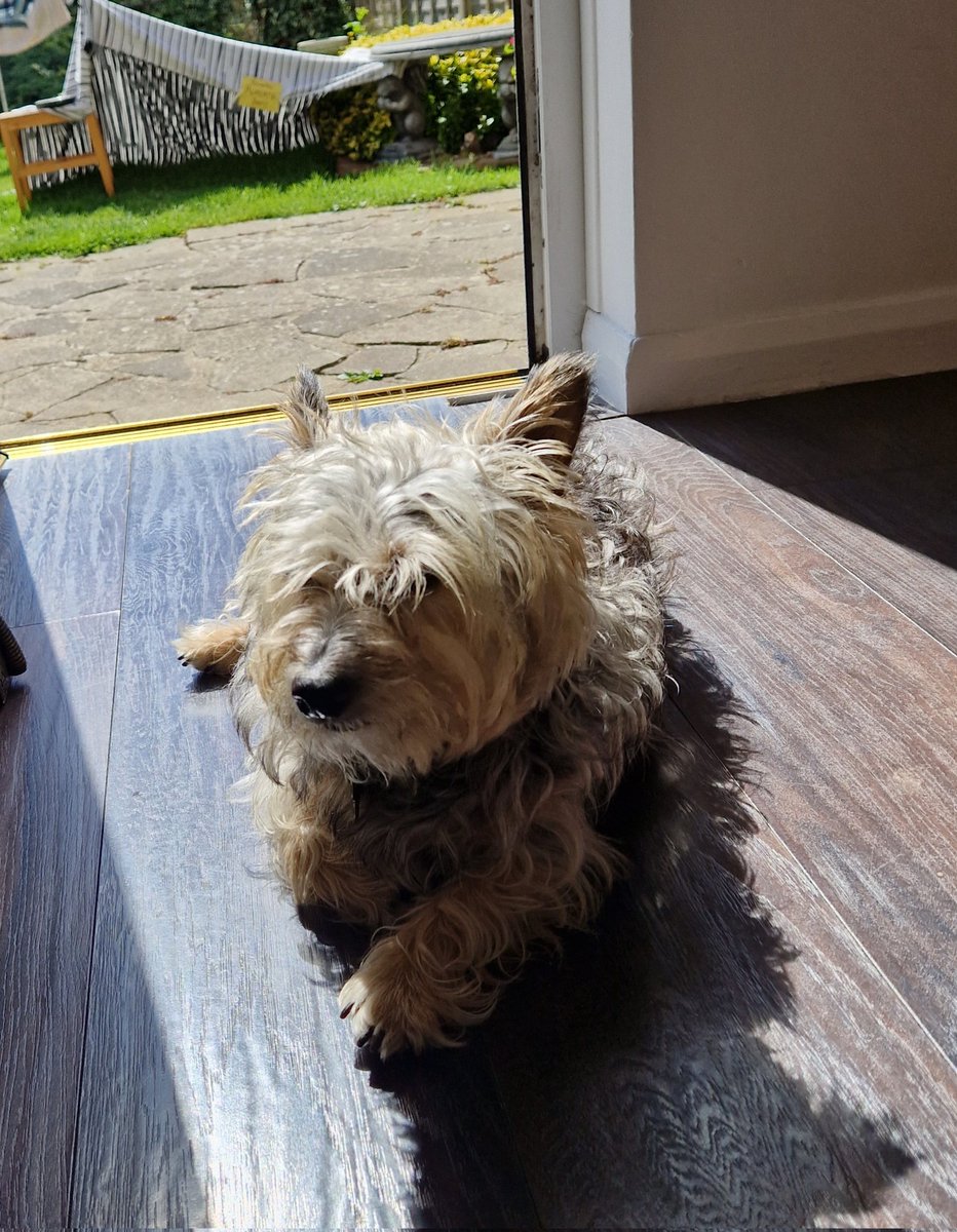 jennystape's tweet photo. Found myself a puddle of sunshine 🌞
*tuts* get away woman! isn't there some more housework you could do!!!
#BovverBoys #SunPuddle #FridayFeeling #GetOuttaMyFace https://t.co/cTZfwAr3YZ