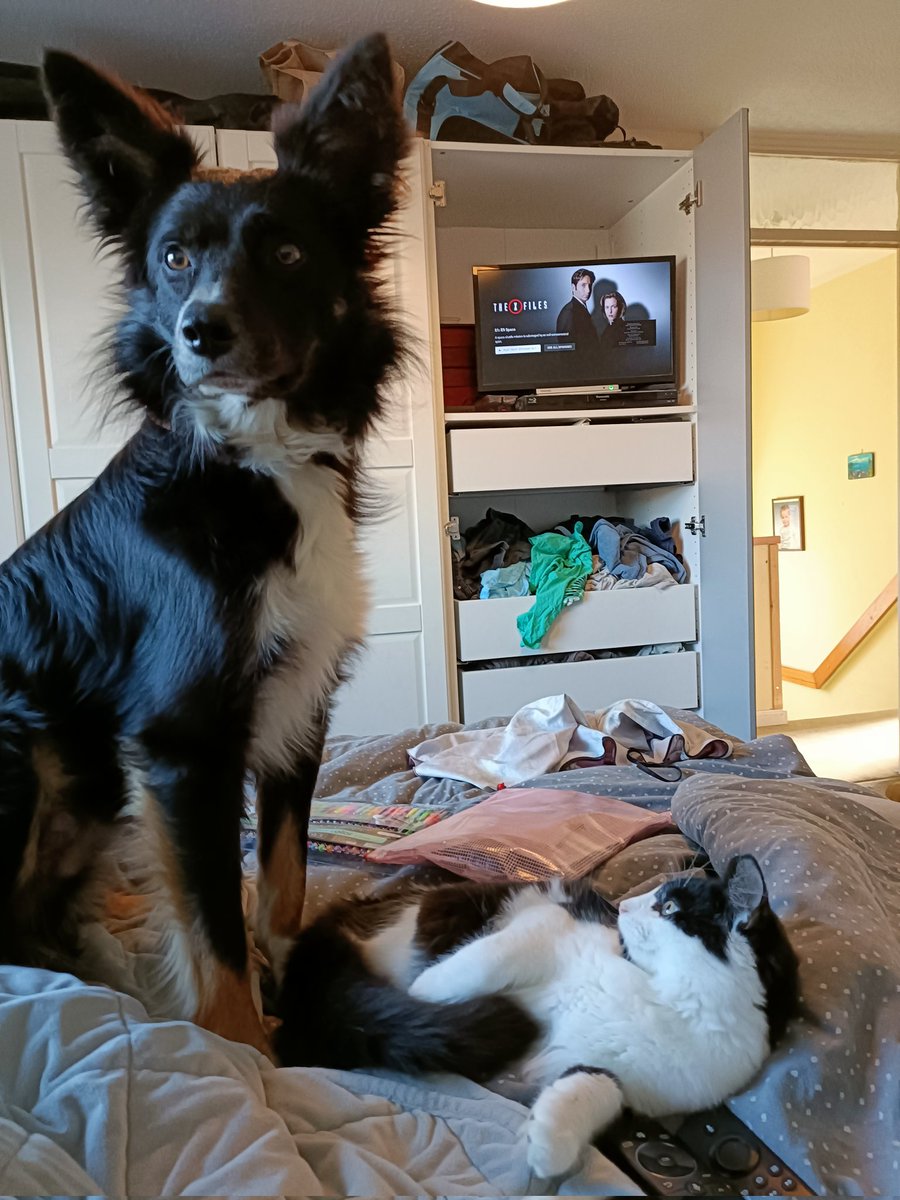 MrsTricker's tweet photo. @AldiUK @ParisHilton Loki says pick me https://t.co/OQJhFIZx1f