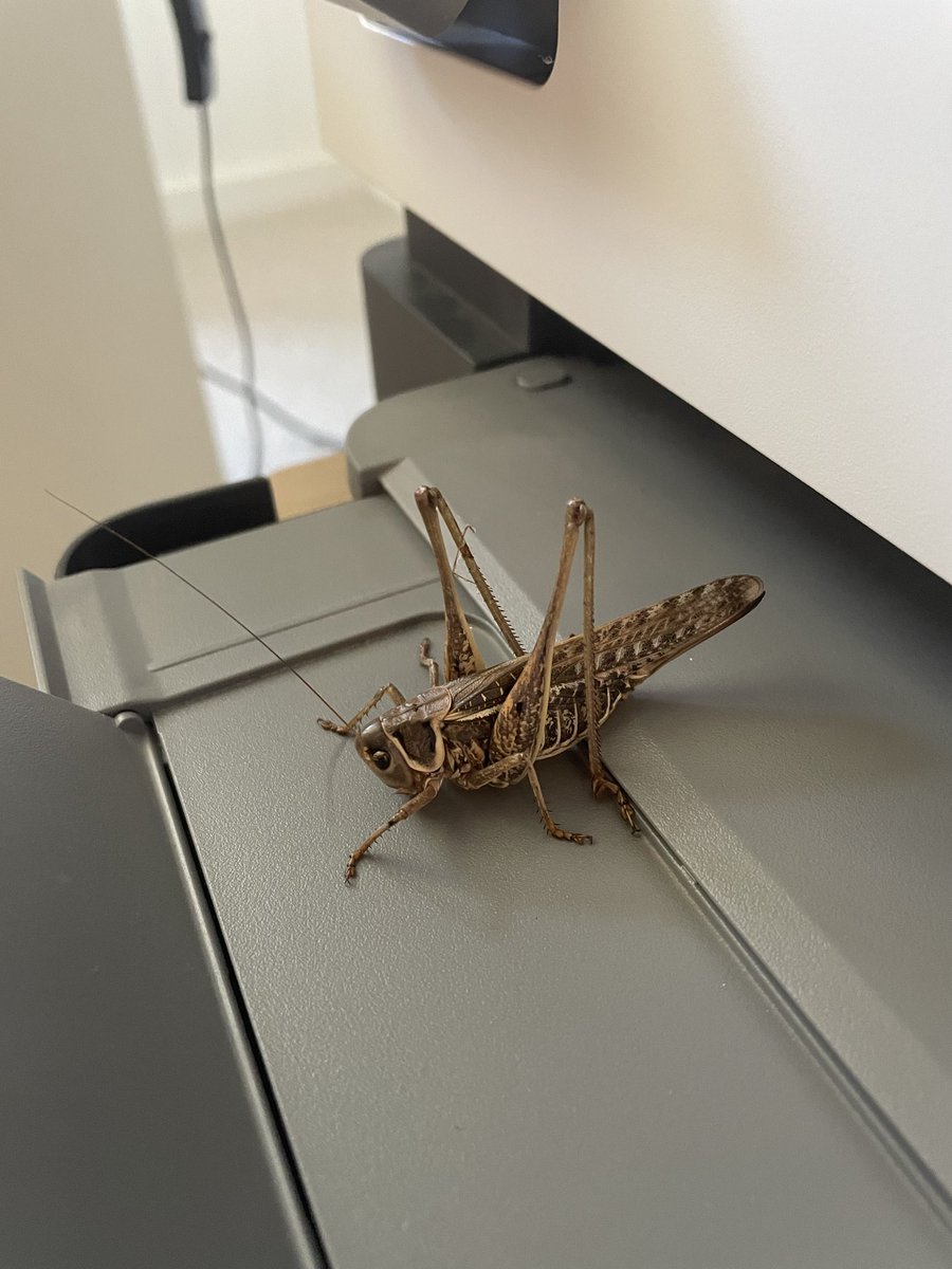 NatureActivity's tweet photo. What’s on your printer today? https://t.co/fJ7KNDyxbh