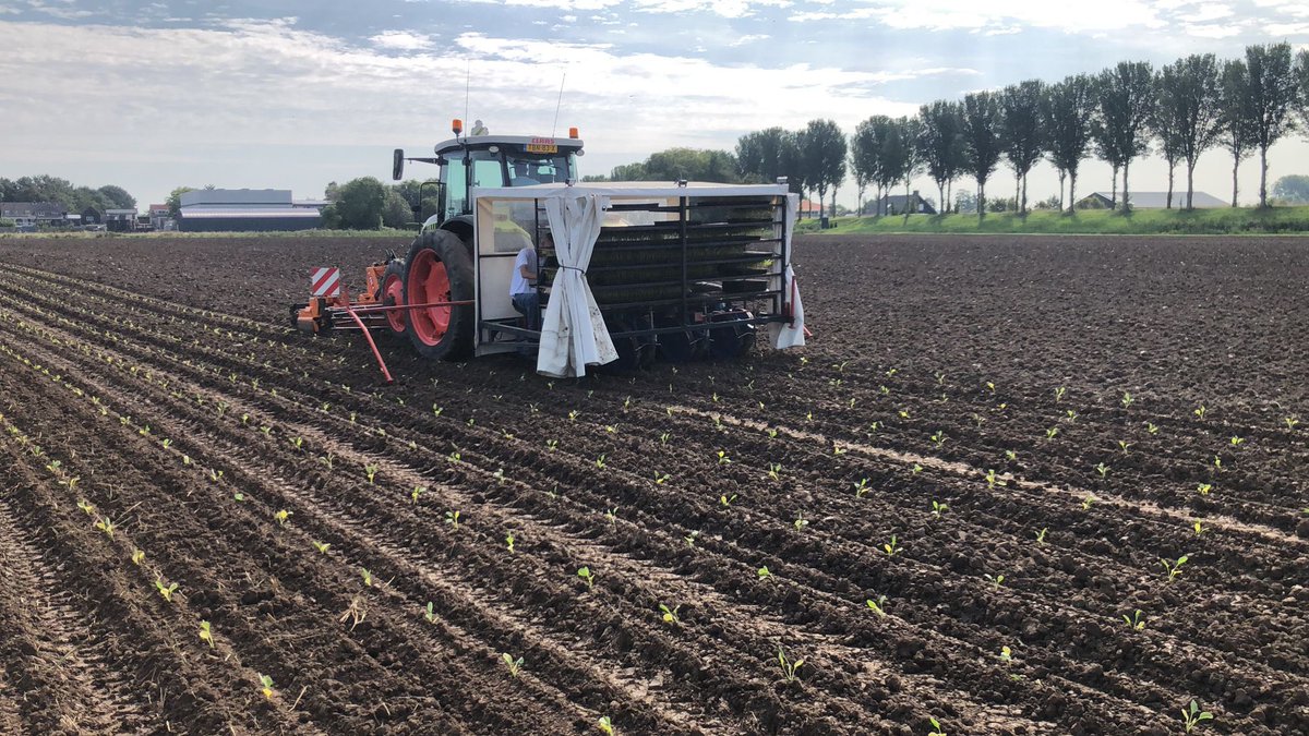 Eerste bloemkool voor oogst 2024 planten #bloemkool