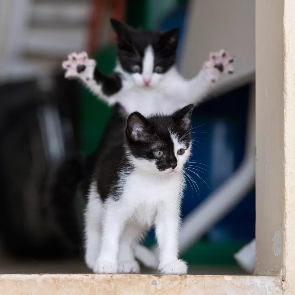 The winners of the #Comedy #Pet #Photo #Awards have been released and we are loving them! 🤩 bbc.co.uk/newsround/6645… We'd love to see your #funny pet pics so share them with us 📸 🐾🐾 #FunnyAnimal #FunnyAnimalPhoto #Comedy #ComedyAnimals #FunnyPets #ComedyPetPhotoAwards