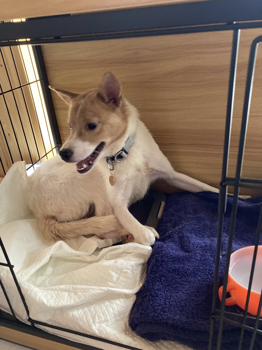 miyuki_fu's tweet photo. 首都高迷子につきあわされたイヌ🐕ごめんな https://t.co/ioQfg7bvGv