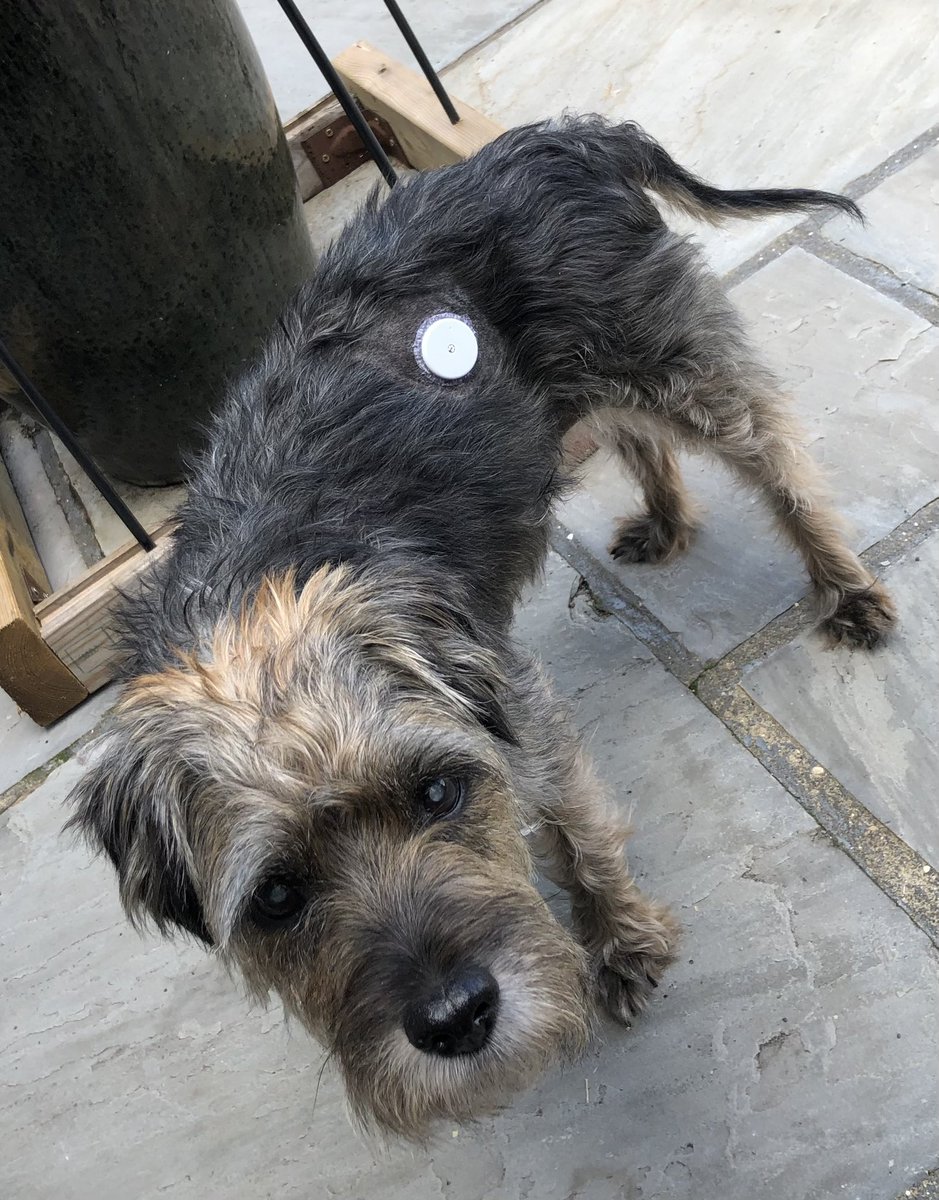 NeilBanks13's tweet photo. Benson our #Border #Terrier with his #freestyle Librelink #diabetic #Dog https://t.co/lbjYBRdyxc