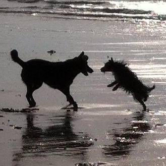 No filter required…#beach #happydogs #dog #dogs #ukdogs #dogslife #dogoftheday #FridayFeeling