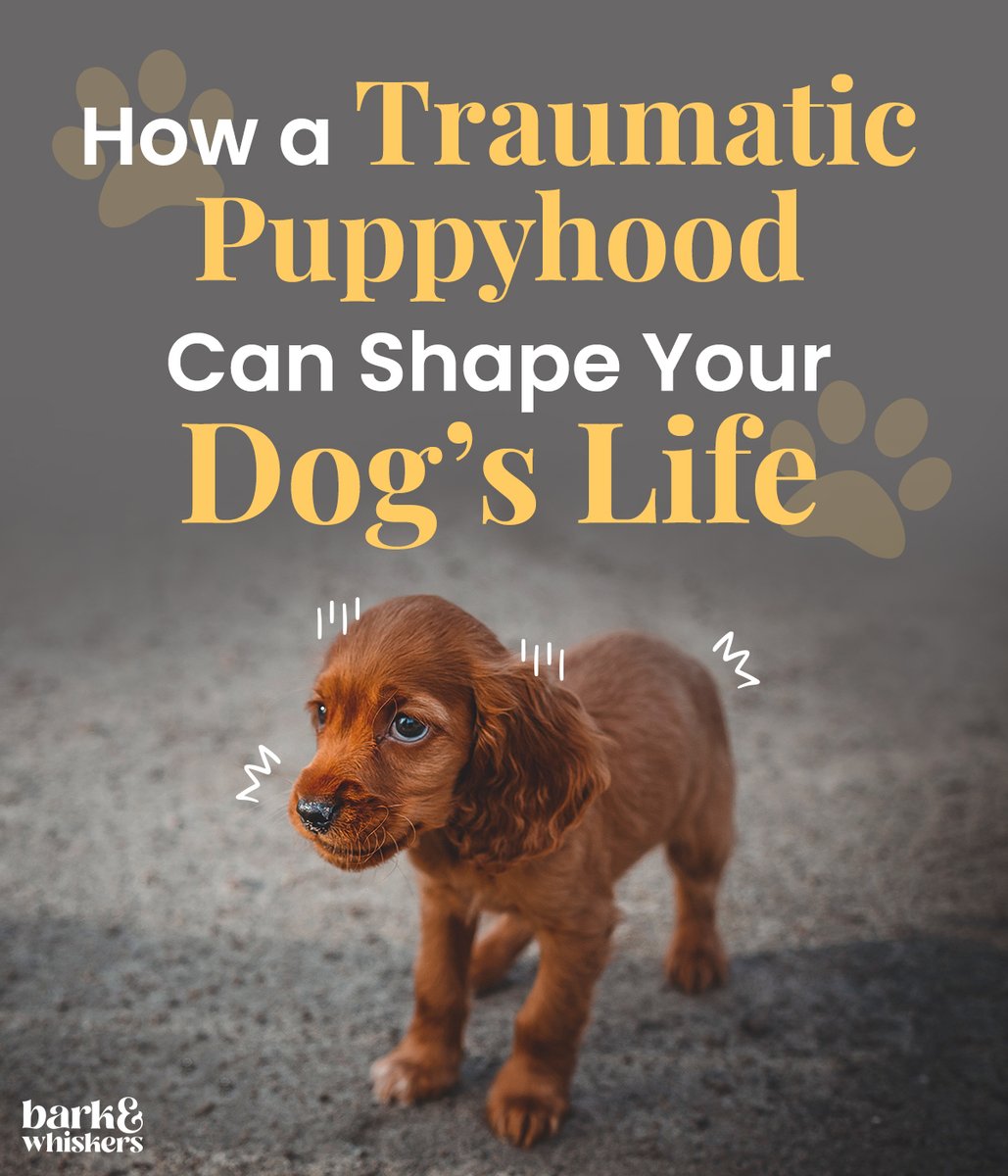A recent study revealed that dogs with adverse early life histories showed higher average levels of cortisol than dogs reared in healthier environments. 💔

Discover more about the study findings here: bit.ly/3KB6u5r

#Dog #DogsOfTwitter #Pet