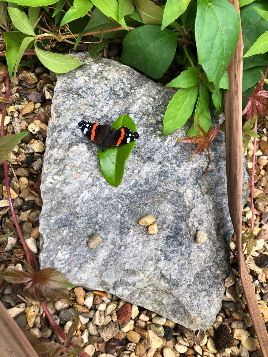 ZCDunnett's tweet photo. My niece took a photo of a butterfly, then realised it had died so she made it a ‘leaf home’ and has given it the name Steve. https://t.co/Op1CR8blmb
