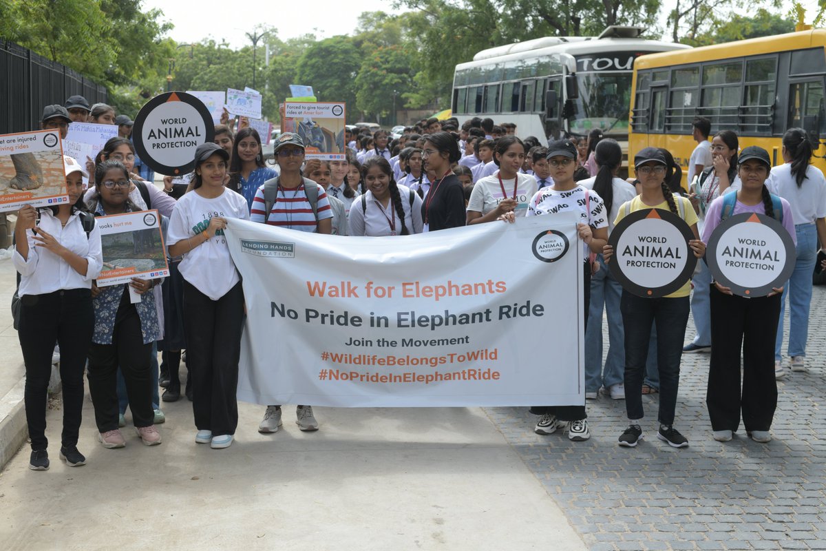 MoveTheWorldIN's tweet photo. Join the #NoPrideInElephantRide campaign!
Citizens of Jaipur walk to end elephant rides in Amer Fort on World Elephant Day, August 2023.
Act now: https://t.co/CyvXfNE0OF
#EndElephantRides #WildlifeNotEntertainers #SayNoToRide #AmerFort #WildlifeBelongsToWild #Bekindtoanimals #WorldElephantDay #bekindtoelephants #saveelephants #wildanimal #animallife
@CMofRajasthan @ashokgehlot51 @lendinghandsf