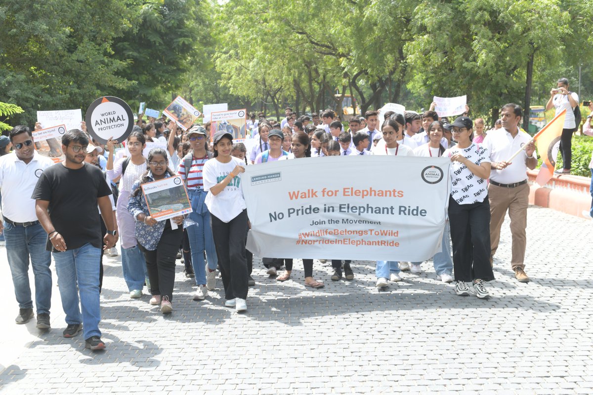 MoveTheWorldIN's tweet photo. Join the #NoPrideInElephantRide campaign!
Citizens of Jaipur walk to end elephant rides in Amer Fort on World Elephant Day, August 2023.
Act now: https://t.co/CyvXfNE0OF
#EndElephantRides #WildlifeNotEntertainers #SayNoToRide #AmerFort #WildlifeBelongsToWild #Bekindtoanimals #WorldElephantDay #bekindtoelephants #saveelephants #wildanimal #animallife
@CMofRajasthan @ashokgehlot51 @lendinghandsf
