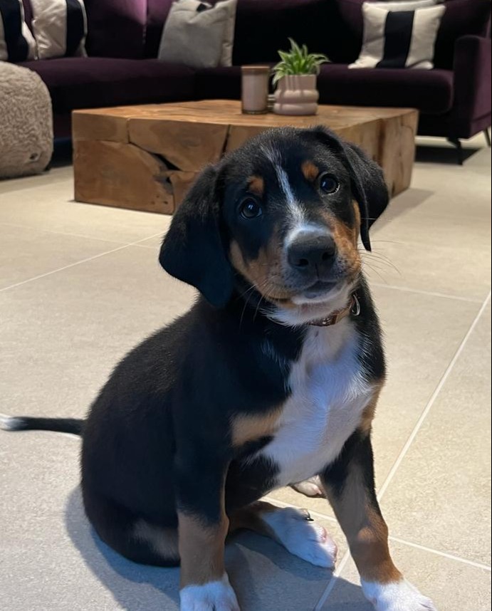 Say HELLO to Otto the newest pup in the Animology team!

Otto is a gorgeous Entlebucher Mountain Dog and is settling into his new home with the Big Boss.

Let us see your puppy pics below.