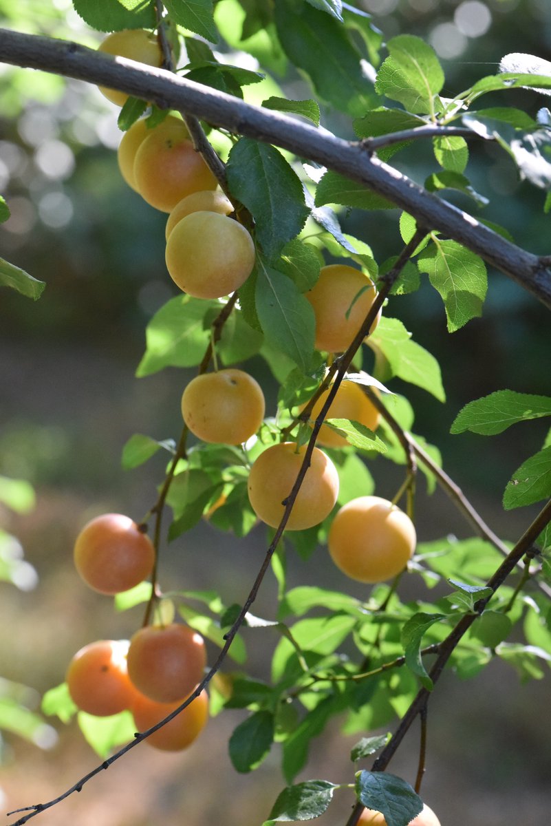 🍃🌸🍃Pure_Eclare🍃🌸🍃 tweet media