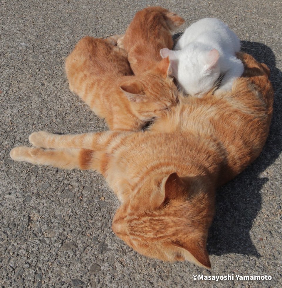 nekoiroiro's tweet photo. お母さんありがとうね💕

#ねこ #猫 #cat https://t.co/YUiD4IFapd