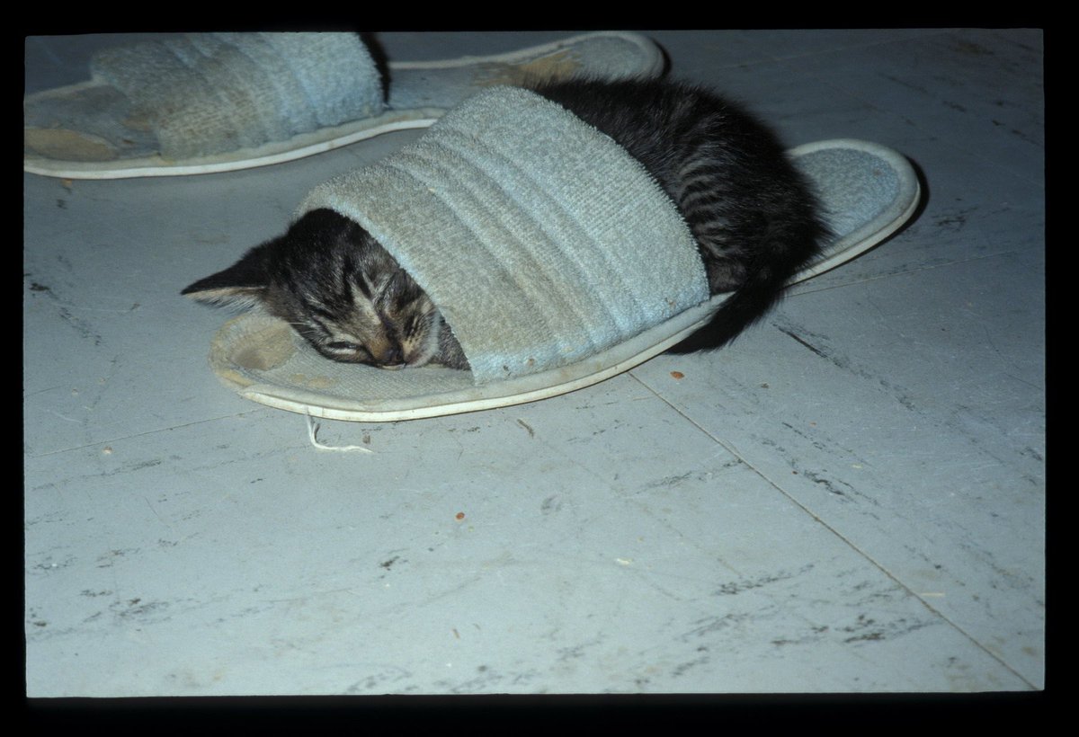 JacoBloek's tweet photo. Letzte Woche vor 30 Jahren: Las Vegas, ein noch etwas besser gefüllter Lake Mead, eine lange Fahrt durch die Wüste mit einer Übernachtung bei vielen Katzen, Yosemite. #flashback1993 https://t.co/zJL0gjFsvz