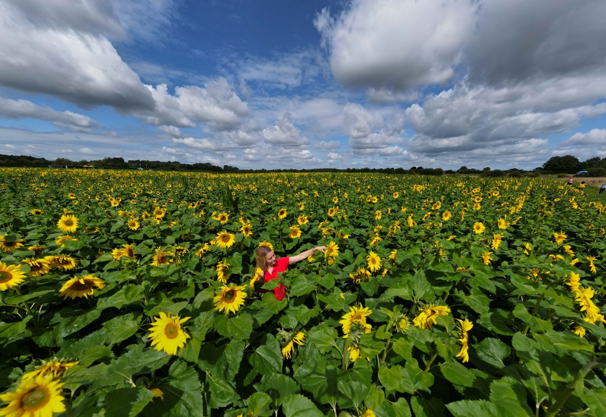 SWNS Pictures of the week 11/08/23 🎈🔥🦅🌻 Balloon's by the bridge, Bristol / @TomWrenPhoto Crooked House Pub fire, Dudley / @AnitaMaric3 Hawk ride, California / Tuan Vo In bloom, Nottinghamshire / @tamphotography #swns #swnspictures #news #photography