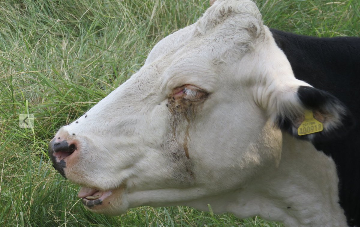 COWSworms's tweet image. In the UK, more than 20 common fly species feed on cattle. They like blood, sweat, skin secretions, tears and saliva. They access these liquids either by puncturing the skin (biting flies) or scavenging across the body surface (biting/nuisance flies) #summerproblem
