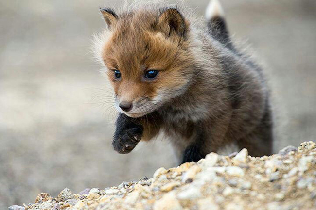 tonyellis888's tweet photo. Baby Fox Cub π¦πΎπ§‘π€ππ€π
#FridayFox #HappyFriday #FridayFeeling #FridayMotivation #wildlifeconservation https://t.co/snII4AZFSi