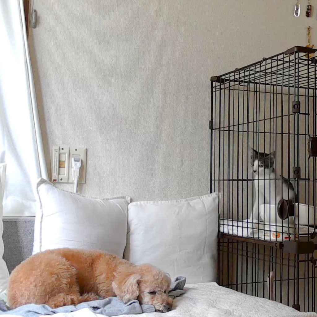 waco_tto's tweet photo. ねんねするわこく���と、
上から観察するベルちゃん
#お留守番 #犬と猫 #面白い https://t.co/BP4G3r4Rhw
