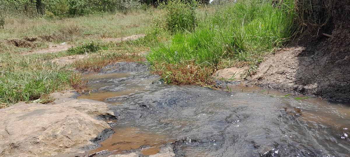In the heart of Nessuit centre chini 'Gaap Chumba', Njoro sub-county, Nakuru county lies a cute rehabilitated riparian area setting the breeze to welcome you to the Eastern Mau complex.
#ThinkLandscape #COP28UAE #COP28 #IndigenousPeoplesDay #SaveMauForest <a href="/save_mau/">Save Mau Forest Initiative</a> <a href="/Alineafrica/">ALIN</a>