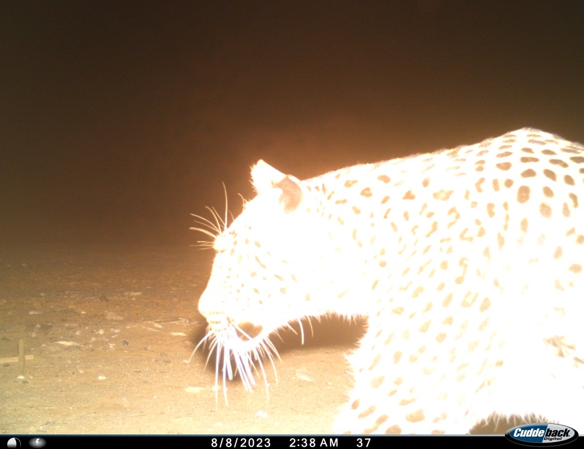 It's like the bush knew I'm leaving next week, and finally decided to give me the one species I've been desperate to capture on camera here for the last 10 months! #leopard #cameratrap