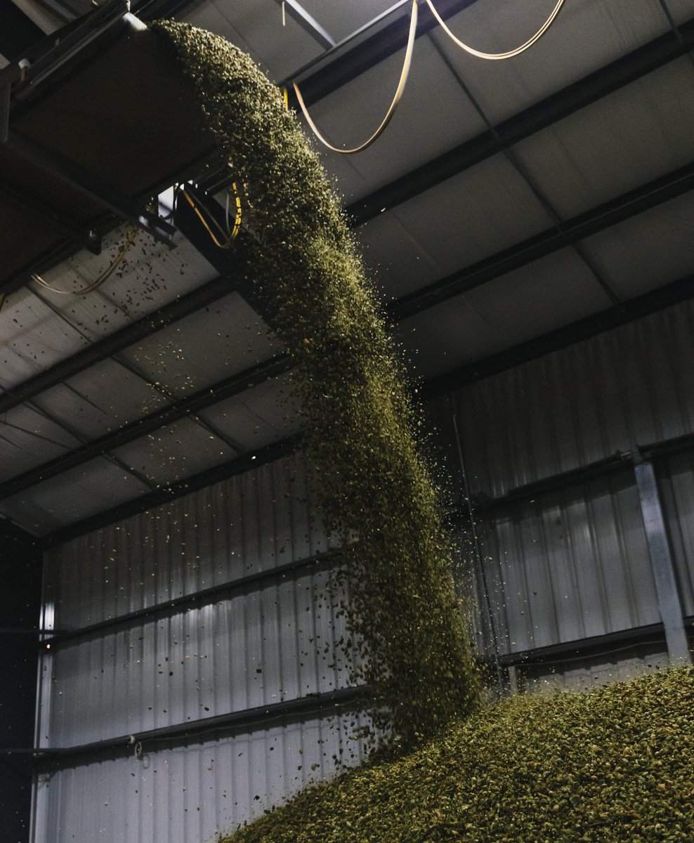 Hopsteiner hops are the most sustainable varieties on the market. The two most significant factors we consider when breeding different varieties are brewing performance and agronomic efficiency. To learn more about hop selections read more here - hubs.ly/Q01-RfVw0