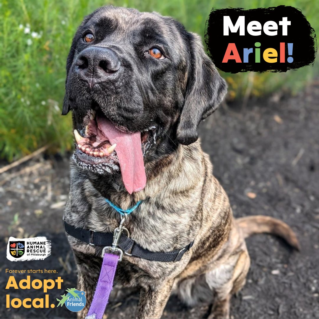 HARPSavesLives's tweet image. Meet Ariel: a giant heart wrapped in fur, fueled by treats, &amp;amp; always up for a walk! Come meet her!  bit.ly/3Nykw9O

@Animal_Friends and HARP encourage you to #adoptlocal! Save a life and give a second chance to a homeless animal right here in our Pittsburgh community.