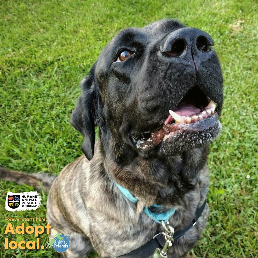 HARPSavesLives's tweet image. Meet Ariel: a giant heart wrapped in fur, fueled by treats, &amp;amp; always up for a walk! Come meet her!  bit.ly/3Nykw9O

@Animal_Friends and HARP encourage you to #adoptlocal! Save a life and give a second chance to a homeless animal right here in our Pittsburgh community.