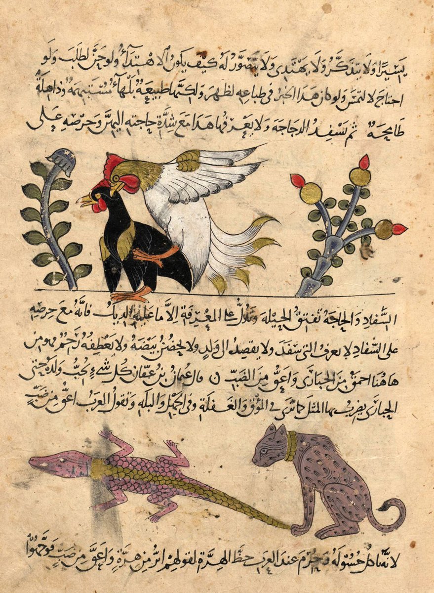 #IllustratedManuscript
#Mamluk_painting #Arab_painting #IslamicManuscript
#Kitāb_al_Ḥayawān #Al_Jāḥiẓ  
#الجاحظ  #كتاب_الحيوان
#Gallus_Gallus #Rooster #Cock #الديك
 #Uromastyx #الضَّب
#Biblioteca_Ambrosian 
Ms. D 140 inf, fol.9r.
ca. 13th century