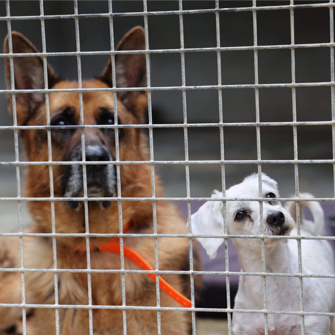 SPA_Officiel's tweet photo. Refuges saturés, équipes épuisées, tel est le constat de l’été 2023. Avec plus de 12 000 animaux recueillis depuis le 1er mai, la situation est critique.

Nous avons besoin de votre soutien et de votre générosité pour continuer à sauver, soigner et nourrir tous les animaux en péril !

Aidez nos équipes à faire face : https://t.co/rIsnbQrM5f

#StopAbandon