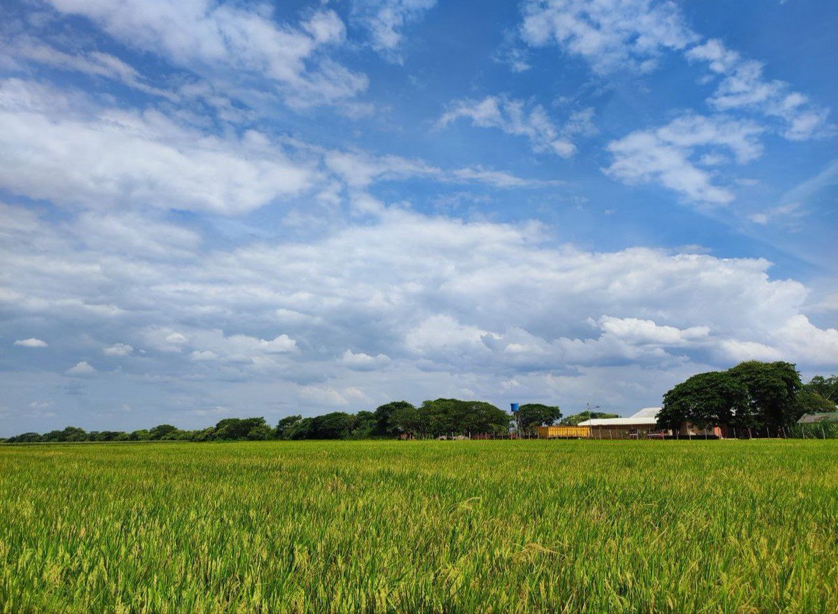 Desde el año 1992, en nuestro Programa de Mejoramiento Genético de Arroz, hemos contribuido con el desarrollo agrícola a través de variedades y el primer híbrido de arroz venezolano. 

¡Seguimos apostando por la agricultura! 🌱🍚