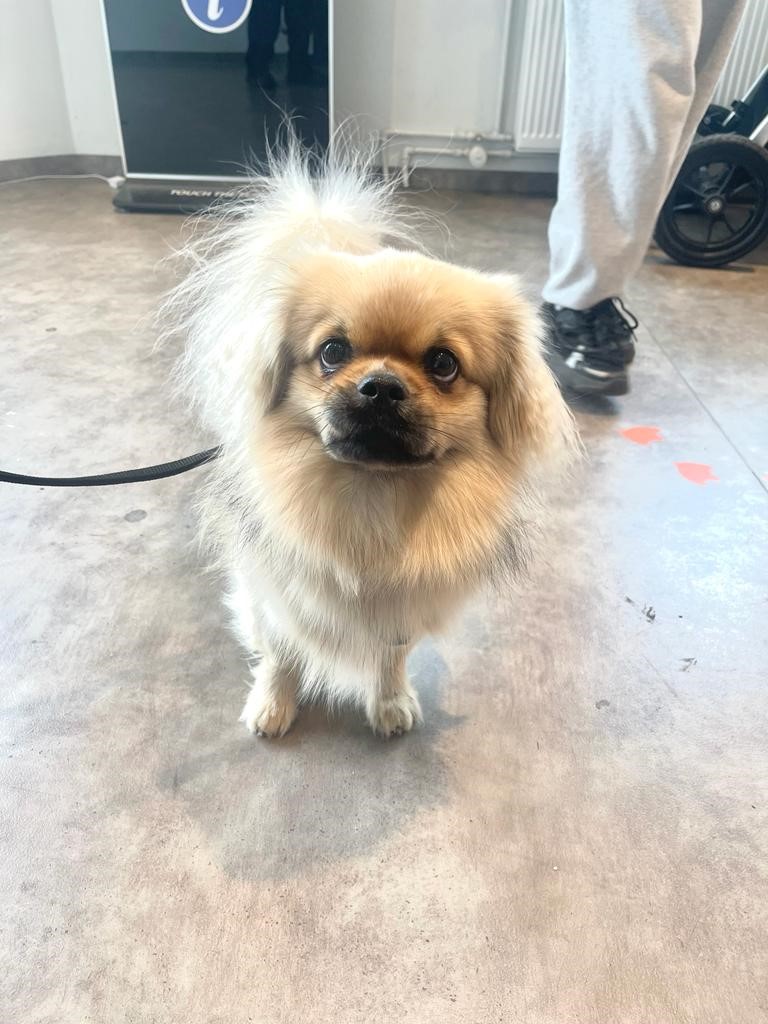 Did you know our Visitors Centre is dog friendly? 🐶

Check out some of our new furry friends who visited us this week!