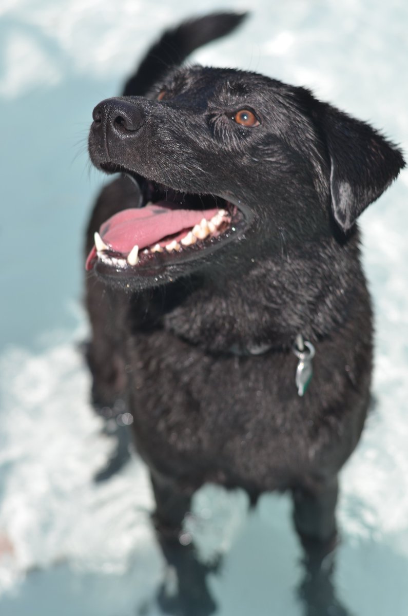 washupathedu's tweet photo. In this edition of Path Pets, we're featuring Mabel, @ferrites's adorable dog. Mabel was a gift from one of Dr. Hagemann's wife's patients. She is a Labrador mix who likes to eat, run fast, and play with two toys at the same time. It's hard to choose just one! #pathpets https://t.co/CRsM19Uc66