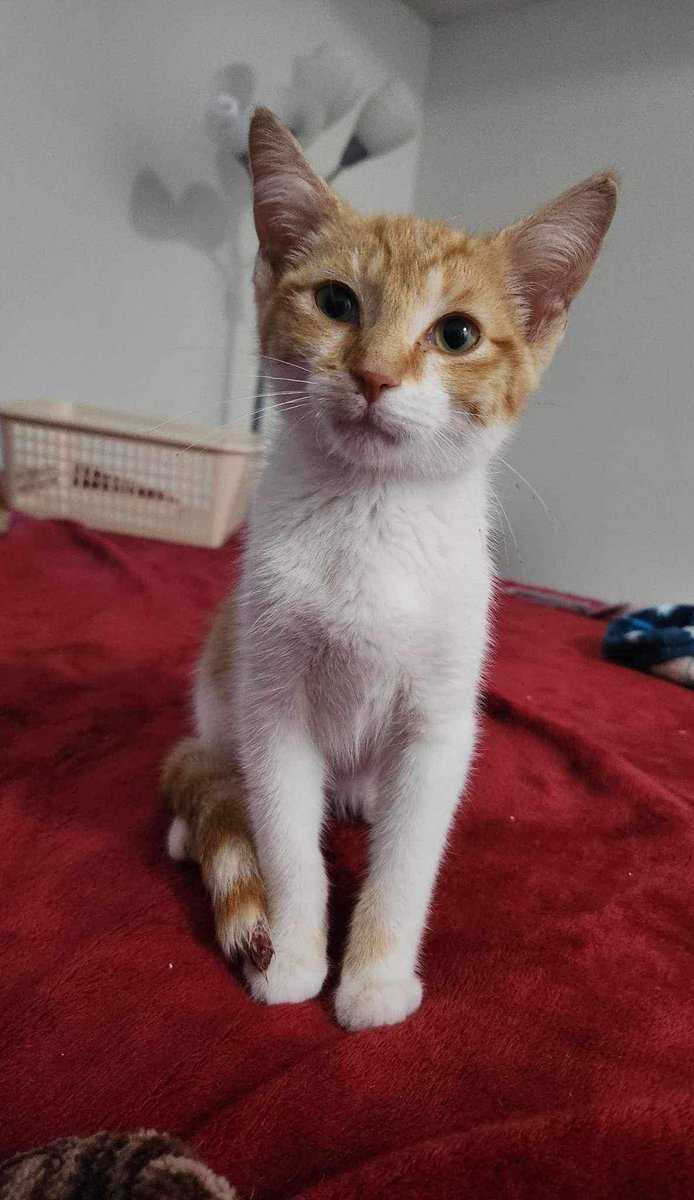 Fig and Friends Pet Rescue tweet media