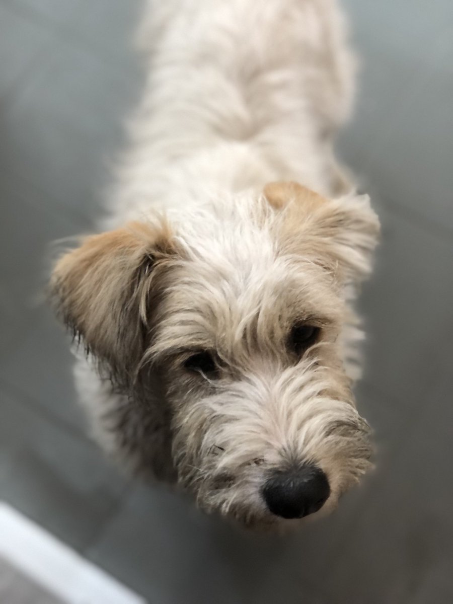 Hola!! Necesito que me ayuden a difundir… 
Esta hermosura esta perdido, no tenia chapita y está desesperado buscando a alguien. 
Lo encontré en la recta martinolli al 8000. Por favor ayúdenme a que vuelva a su casa con su familia 🙏🏻🥺