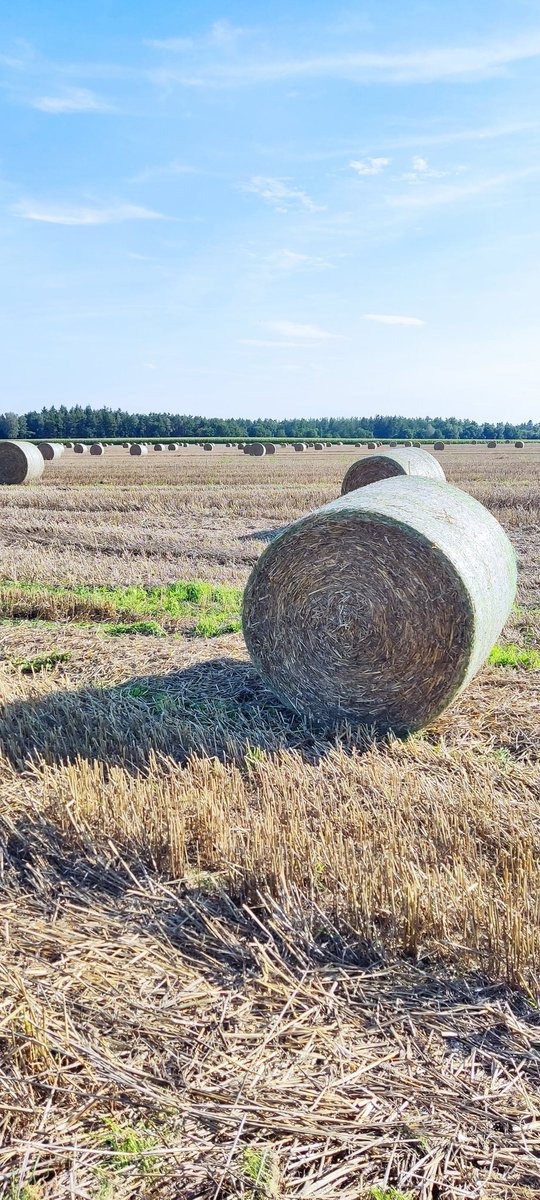 BurchertMichael's tweet image. Today millions of tonnes of straw in 🇩🇪 become evident. The roads are clogged with 🚜. Again, a year goes by without building long-lasting, useful passive houses from it, converting inefficient buildings with almost no manufacturing emissions. Business as usual politics,⏳.