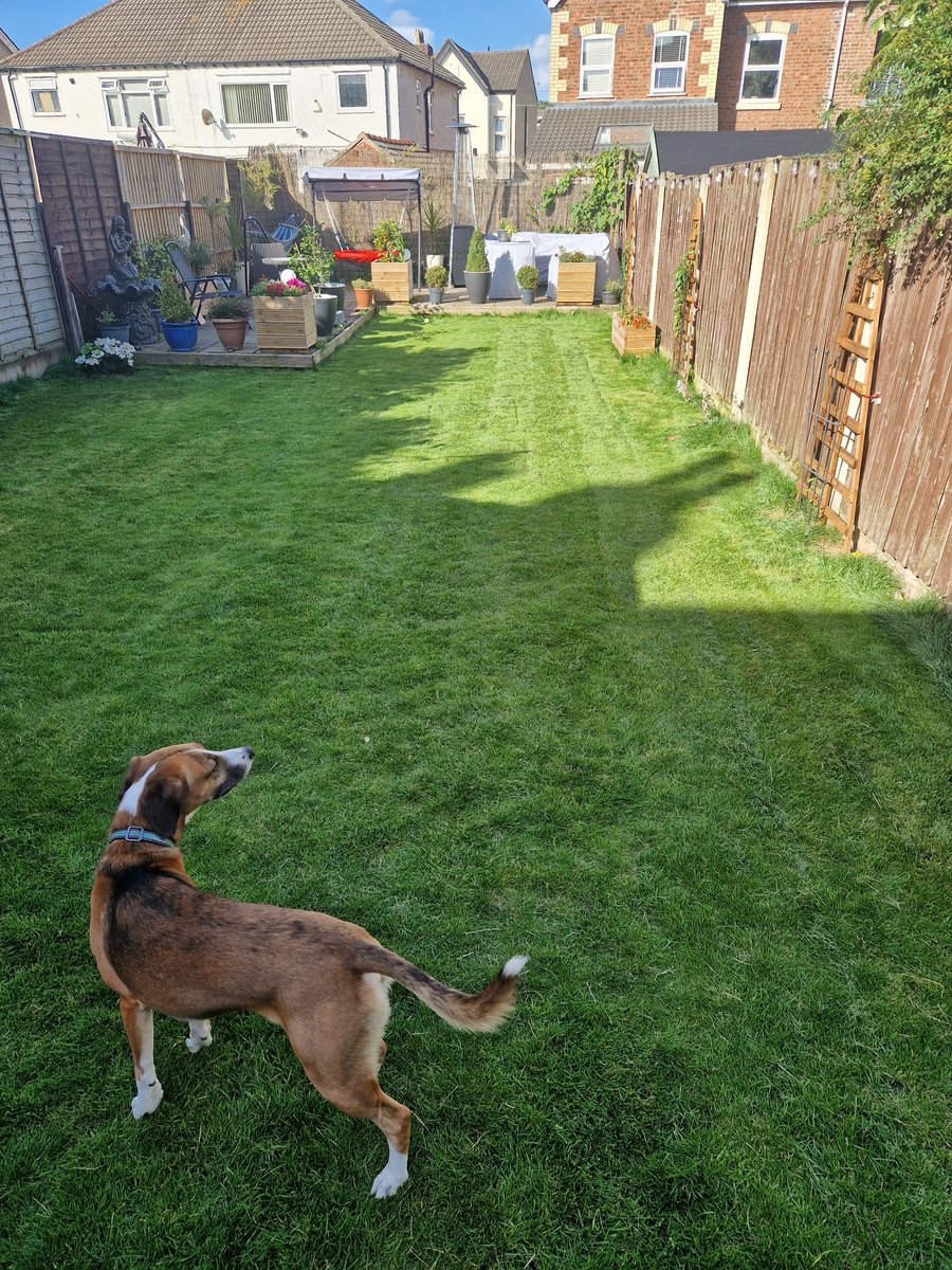 N0TINSERVICE's tweet photo. The grass always waits for my day off before it needs cutting ๐
#SCOOBS approves of my lines โบ๏ธ https://t.co/X4JfQCLoCM