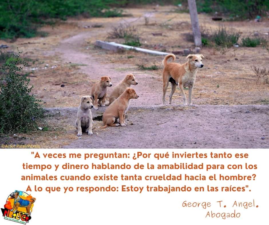 Fund_Pirolico's tweet image. #quoteoftheday #quote #quotestags #quotesdaily #animallife #animales #pirolico 🐈🐶🐱🐕