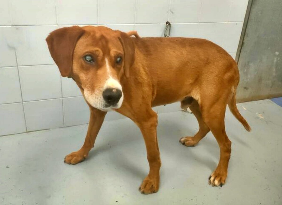 SosAbuelos1's tweet photo. #ACoruña
#STEVI tiene 7 añitos, ha llegado hace muy poco y no queremos que pase mucho más tiempo con nosotros.
Es un niño muy especial ya que está completamente #ciego, y al pobre le está costando orientarse aquí, recibe golpes cuando pasa por zonas que no conoce, ¡pero se arriesga sin miedo!.
Explorador, cariñoso, ahora convive sin problema con otros dos perros.
Buscamos un hogar, tranquilo, donde pueda crear una rutina. Un lugar para dejarse querer y disfrutar de tu compañía. ¿Te atreves a cambiar su vida?.
981 575957 // 646 492835 // refuxio@refuxio.gal