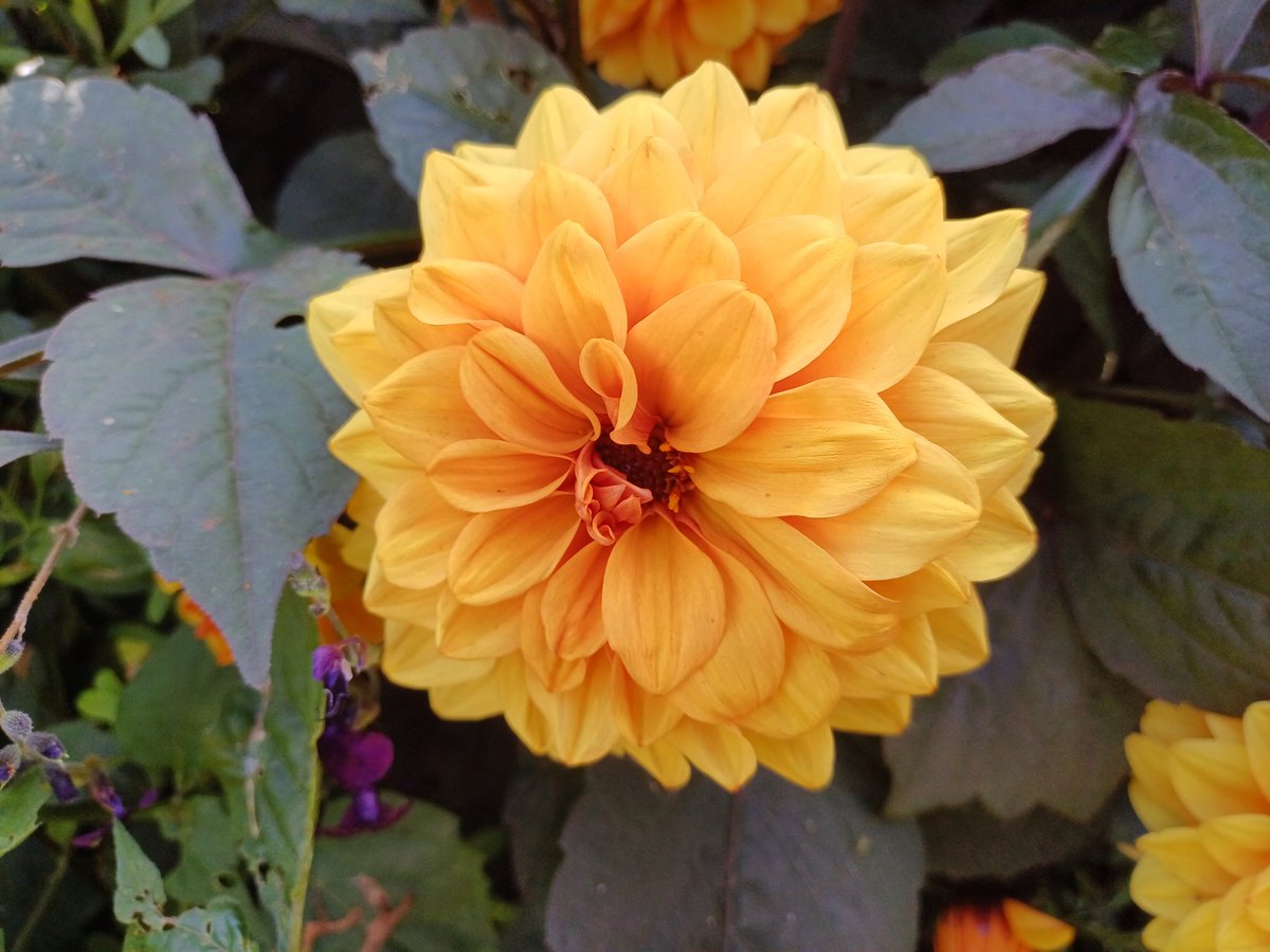 kendie's tweet image. a few more. #DorothyCliveGardens #mymum #rememberingmum