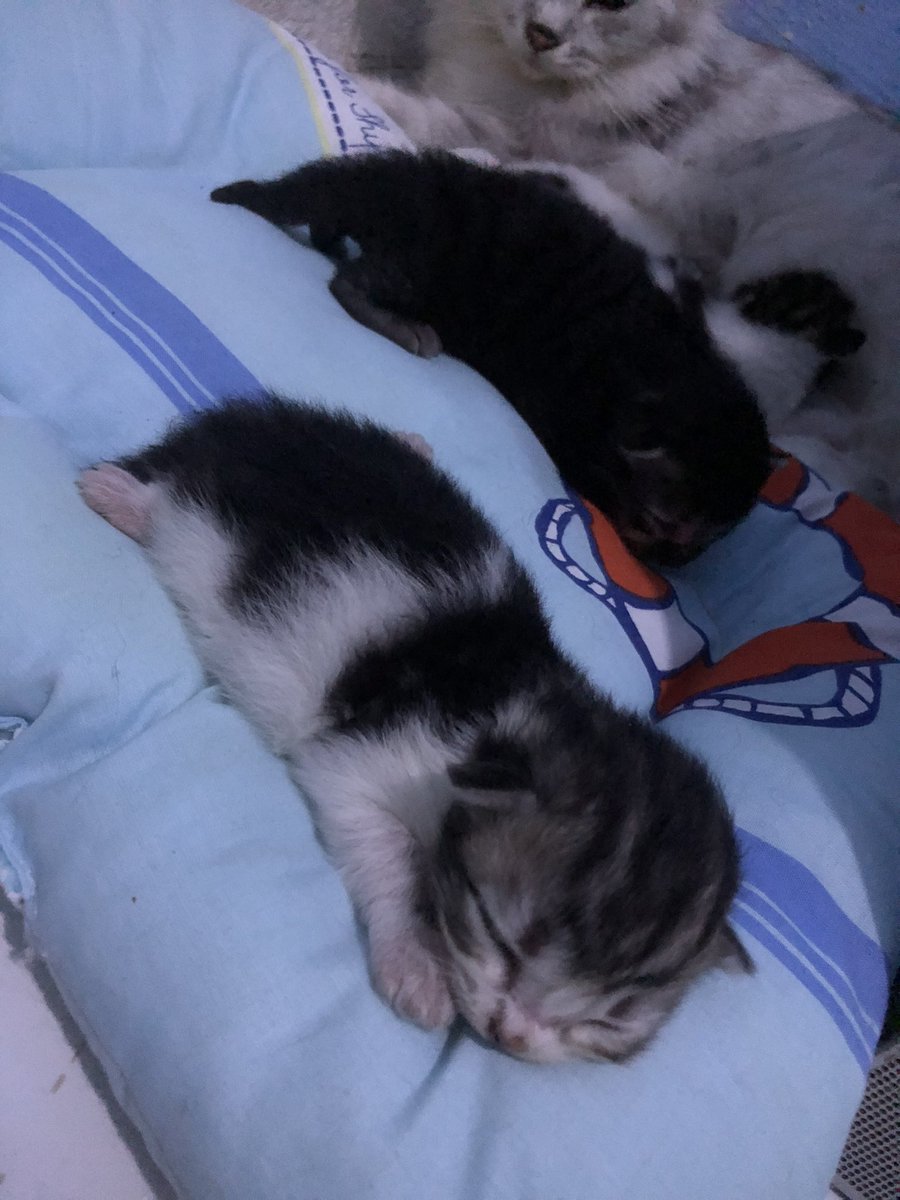 crofflepays's tweet photo. siapa yg tega kasi bocil ini ke oranggg?!?!?!😭😭😭
jd batal open adopt deh ah https://t.co/JnhTIy8xdi