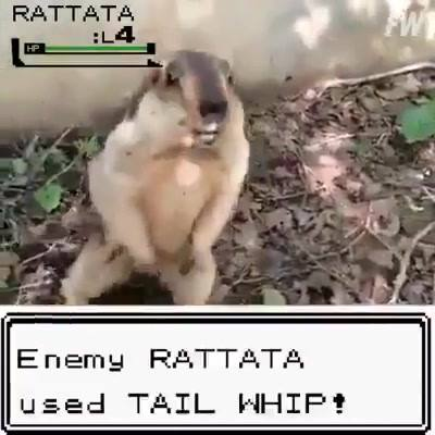 Wild #RogueRaticate appeared 🐀 Similar infection chain as described in this thread  x.com/AnFam17/status…

▶️ The infected WP website: hxxps://glenpharmer[.]com/restaurant/ 

▶️ Did a little more digging. The same web inject is used to deliver SocGholish here