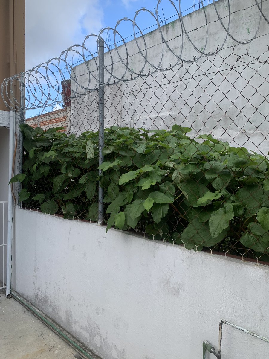 AgAlbertico's tweet photo. @AytoXalapa solicito su apoyo urgente para un resolver problema por daños a la vivienda de mi madre de 87 años. El terreno de junto está  abandonado, en sonora colonia progreso. Se ha intentado hablar con la dueña quien es la contralora del ayuntamiento pero no atiende. https://t.co/XOcVcdHyrl