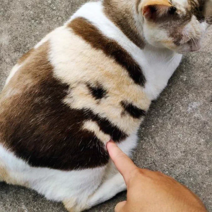 limmynade's tweet photo. zangief cat https://t.co/SyIfuHOHvd