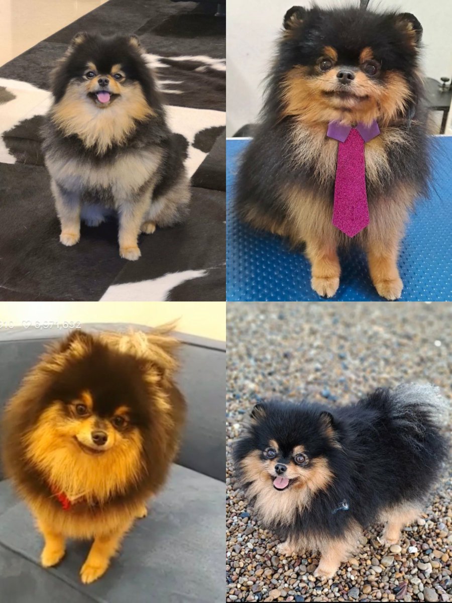 Tannie                                   Rocky