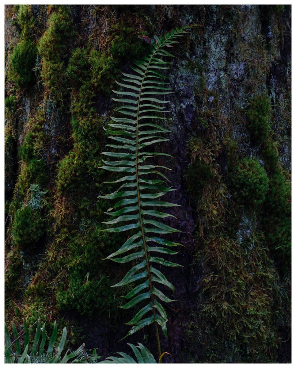 Ugghawk's tweet photo. @BraydenCreation PNW 🌿🌳 https://t.co/Nuop0O3eXv