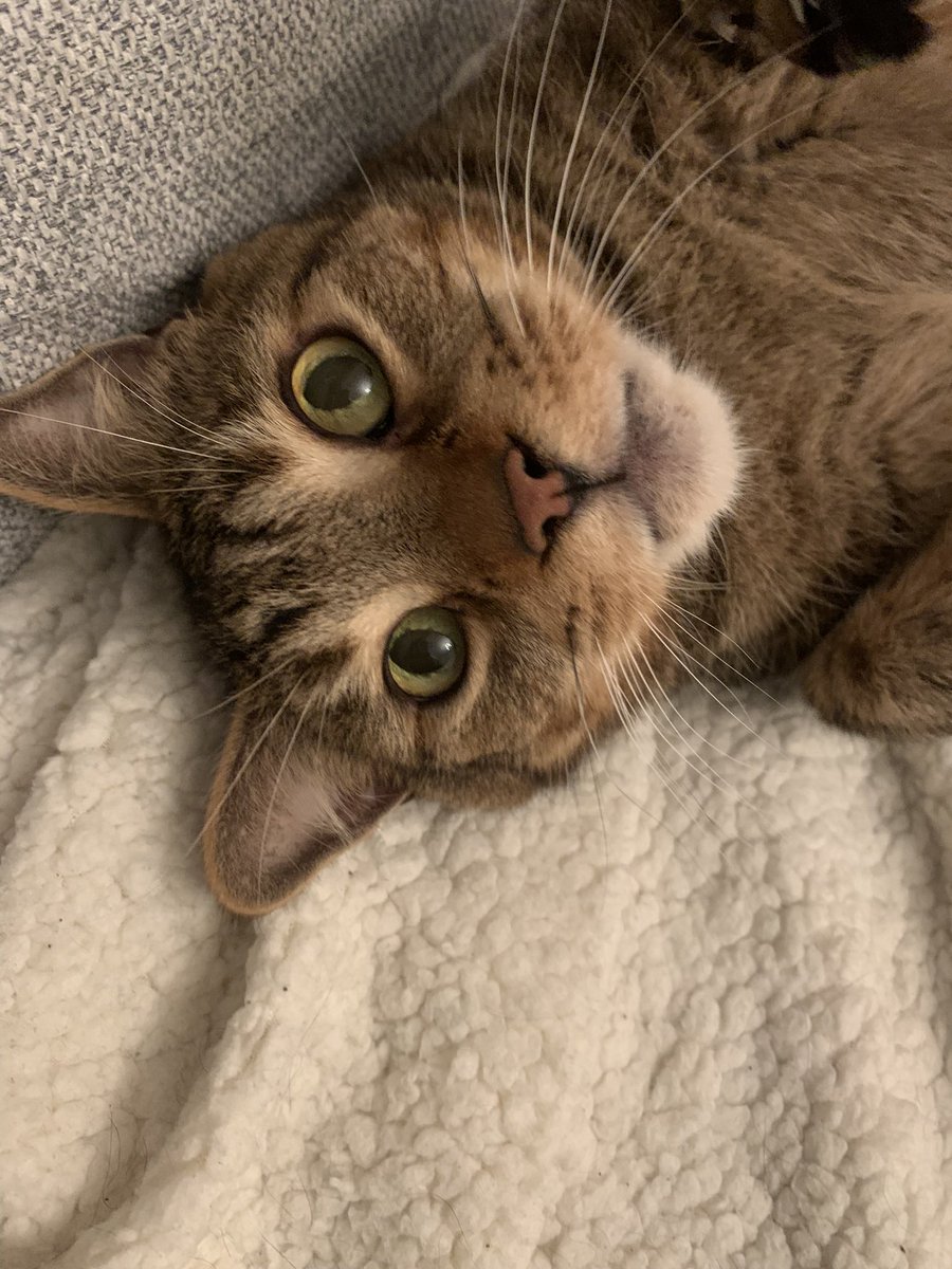 Emma_Speed1's tweet photo. @TroubleTheTabby And Neddy loves you too! 😘 https://t.co/MVpRBvn5kx
